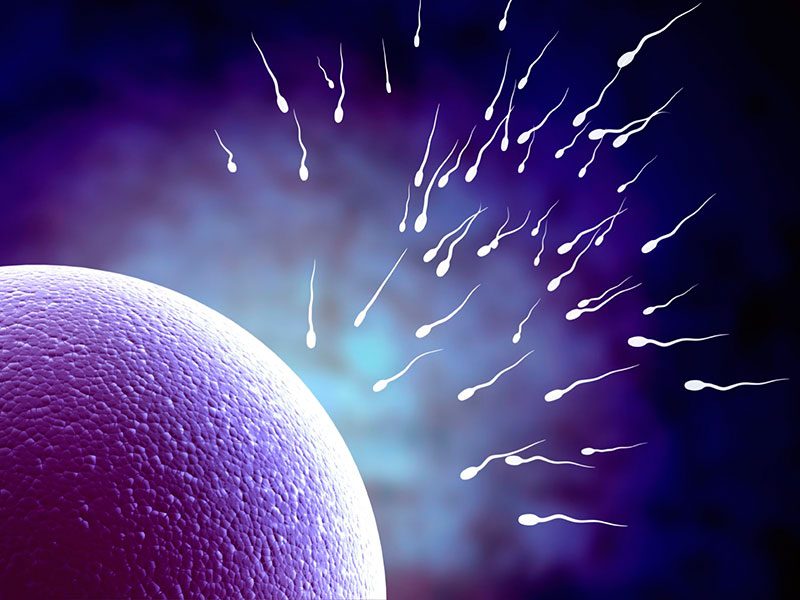 spermatozoi che tentano di fertilizzare l'ovulo