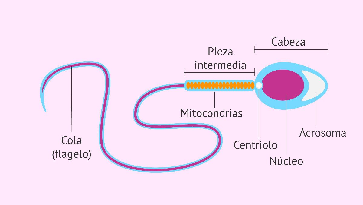 morfologia degli spermatozoi