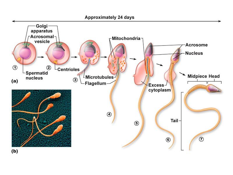 spermiogenesi